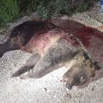 Uccisa l’orsa Amarena a colpi di fucile