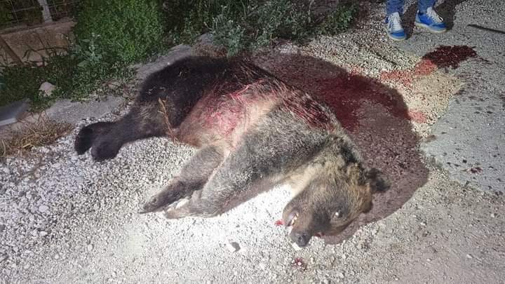 Uccisa l'orsa Amarena a colpi di fucile
