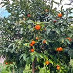 Mappatura dei prodotti agroalimentari locali per promuovere la filiera corta e il km 0