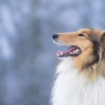 Quindici mila euro per trasformarsi in cane. Non è amore, è follia