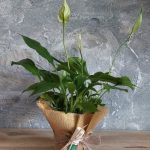 Mamme per salute. L’8 dicembre torna il mercatino