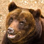 L’orso e le sue gabbie