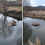 Bovini morti a Pantano Zittola, paura per la TBC