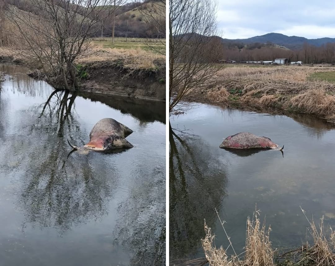 Bovini morti a Pantano Zittola, paura per la TBC