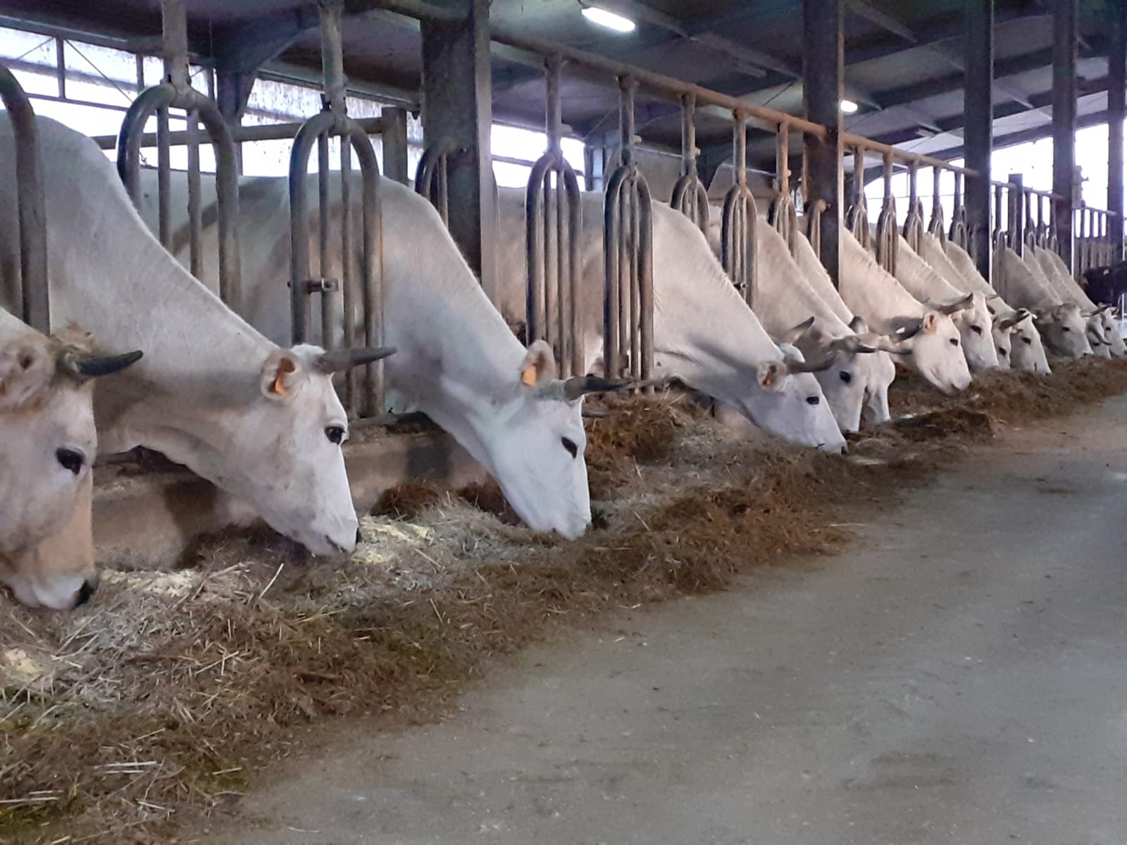 Ambiente Venafro. Parlano gli agricoltori
