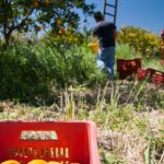 Inquinamento Piana Venafro, nuove indagini prodotti agricoli