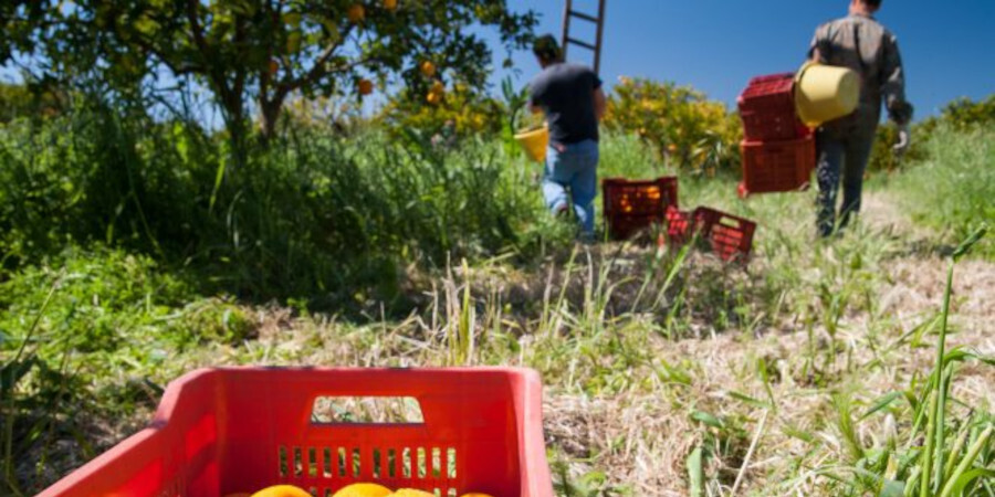 Giornata del ringraziamento. L’invito della Cei: contro le agromafie sosteniamo chi opera nella legalità