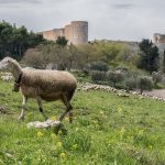 Come pecore senza pastore