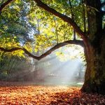 “Chi pianta un albero, pianta una speranza”: Giornata Nazionale dell’Albero