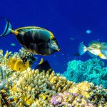Oggi si celebra la Giornata mondiale degli Oceani