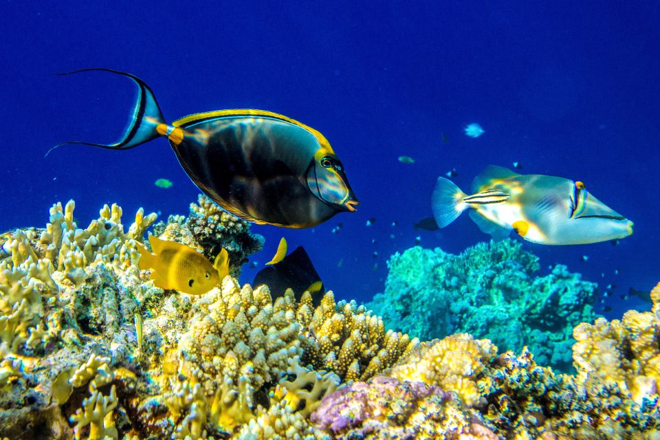 Oggi si celebra la Giornata mondiale degli Oceani