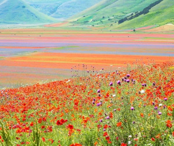 La fioritura di Castelluccio di Norcia