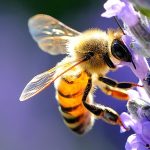 Giornata mondiale delle api, alleate indispensabili