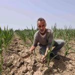 Siccità. La terra è polvere, boom degli insetti. E il Grande Fiume è sempre più salato