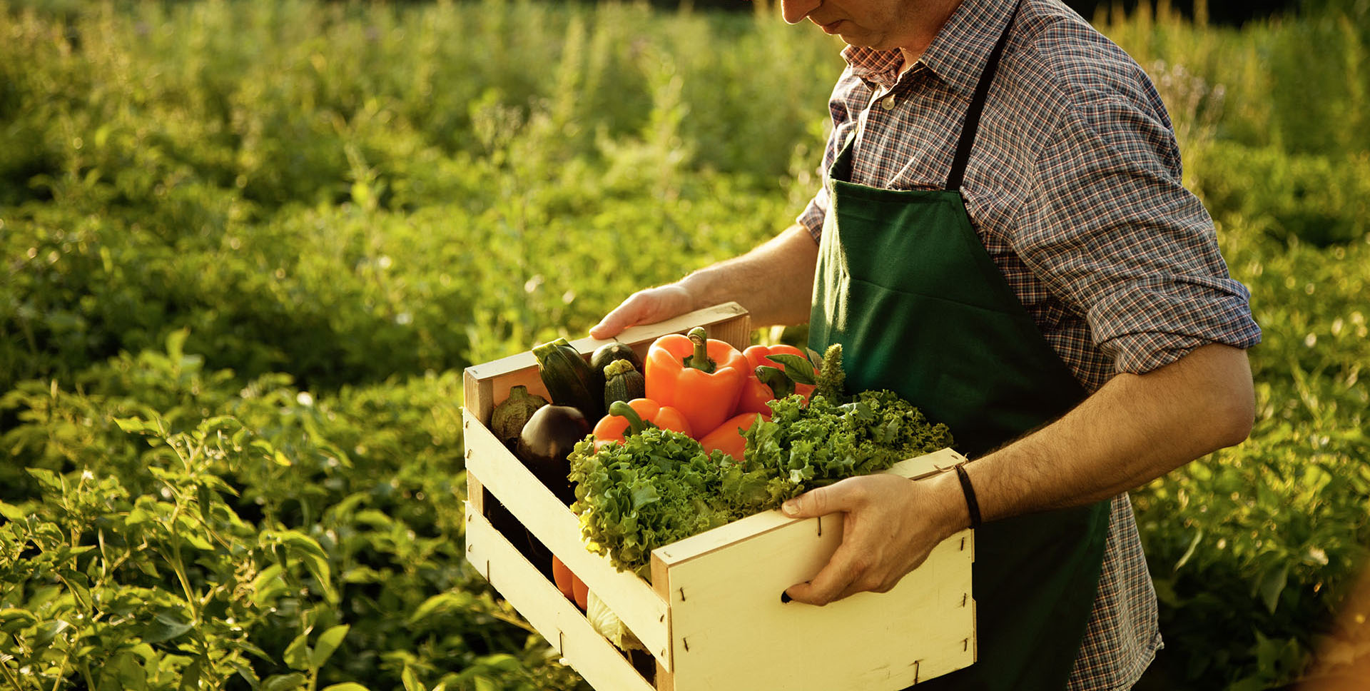 Giornata del ringraziamento. L’invito della Cei: contro le agromafie sosteniamo chi opera nella legalità