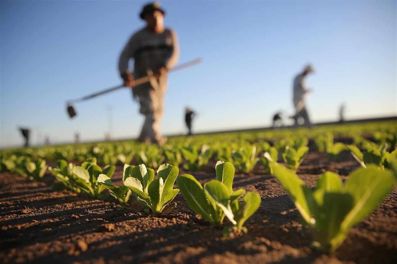 Giovani e agricoltura, nuovi bandi