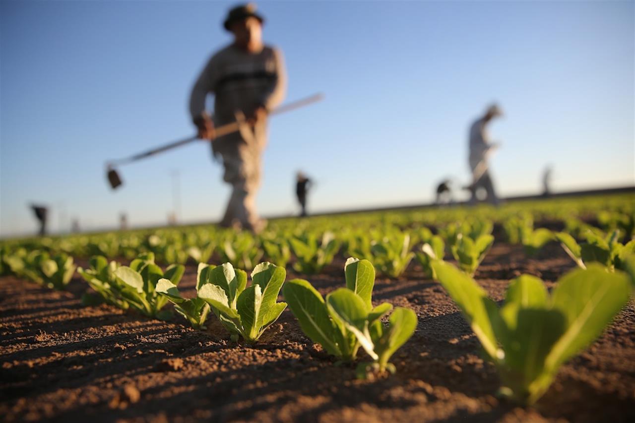 Giornata del ringraziamento. L’invito della Cei: contro le agromafie sosteniamo chi opera nella legalità