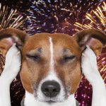 Campobasso aderisce alla campagna in difesa degli animali