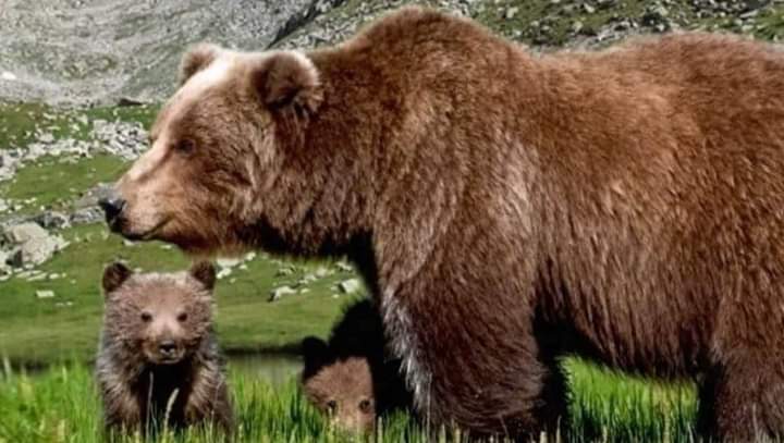Uccisa l'orsa Amarena a colpi di fucile