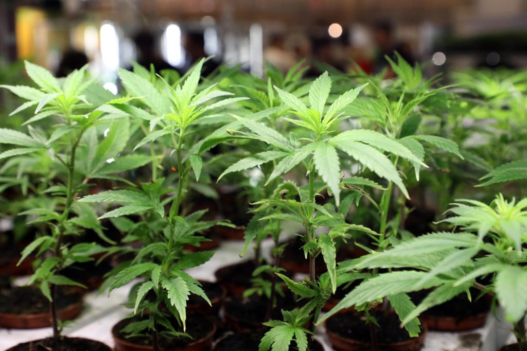 Il referendum sulla cannabis vede la luce: raggiunte 500mila firme dopo una settimana