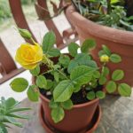 …Seguiterò a sorridere…