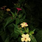 La “bella di notte”