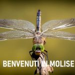 Il ballo della libellula