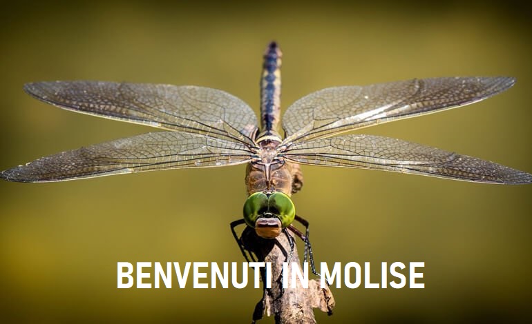 Il ballo della libellula