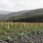 Progetto VESUNA: contro i siti contaminati arrivano le “Super Piante”