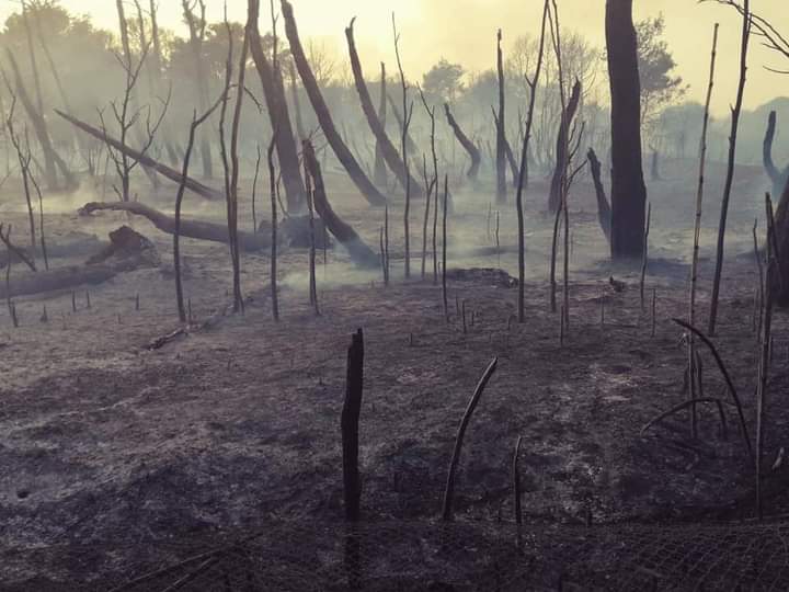 Il Molise brucia nel silenzio assordante delle Istituzioni