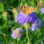 Giornata Mondiale della Biodiversità: “Essere parte del piano”