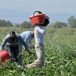 La grande Miseria! Caporalato, indagata la moglie del capo immigrazione del Viminale