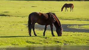 Cavallo Pentro. Dalla Regione 9 mesi di silenzio.