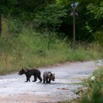 Orsetti di Amarena. Il Parco: “Sono la nostra principale preoccupazione”