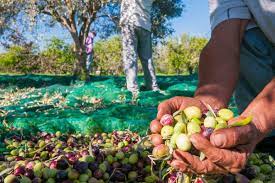 La raccolta delle olive diventa social