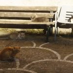 Il Molise e i suoi quattro gatti