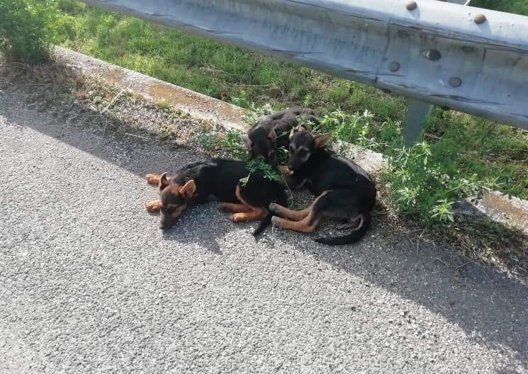 Pozzilli e Venafro nel mirino degli incivili