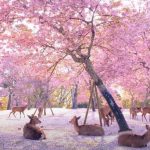 La foresta di ciliegi…