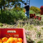 Giornata del Ringraziamento. Il Messaggio dei Vescovi