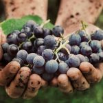 Mani di contadino odorose di vendemmia