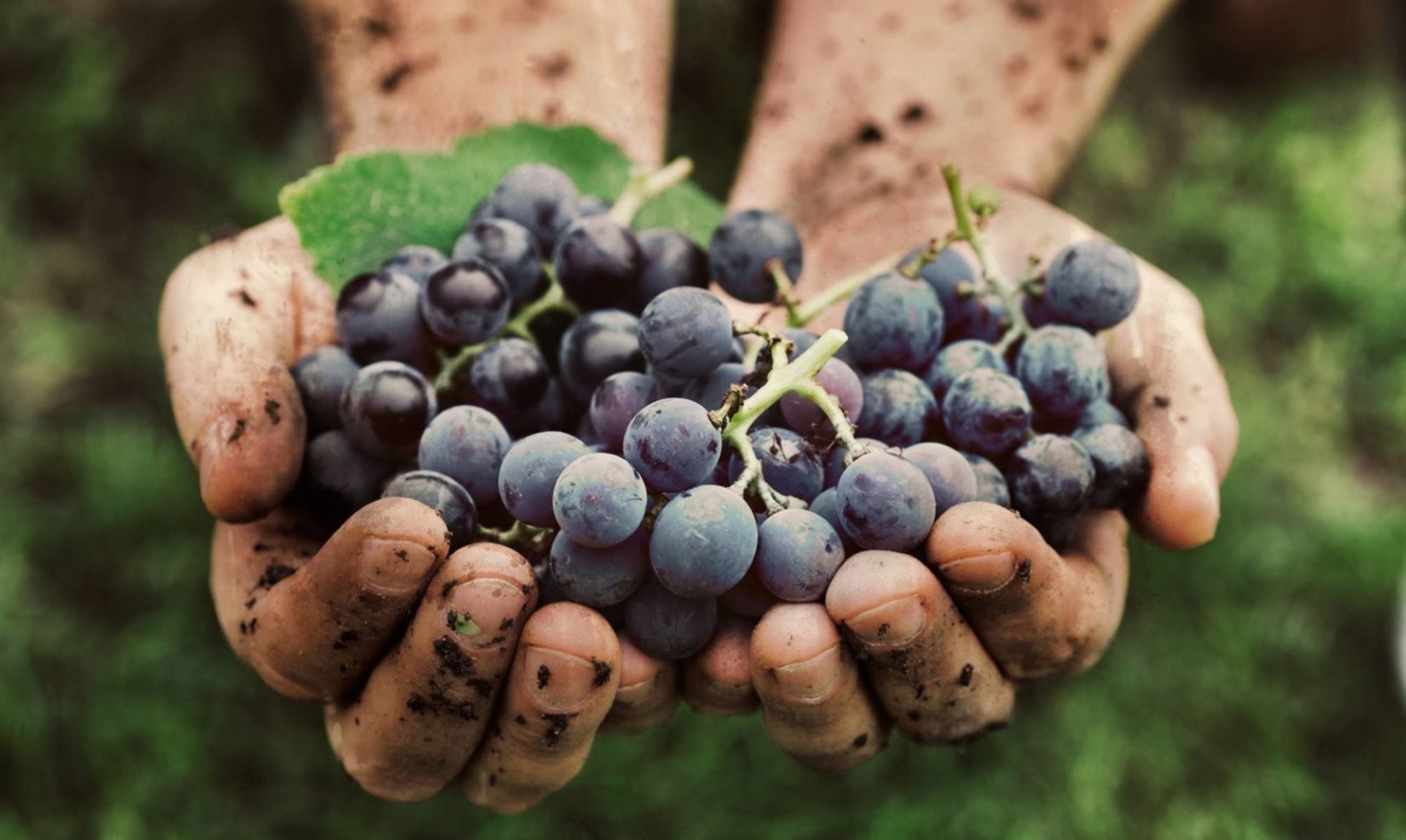 Mani di contadino odorose di vendemmia