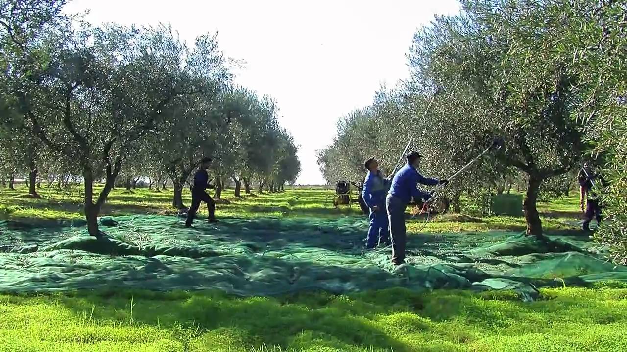 La raccolta delle olive diventa social