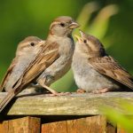 Non abbiate dunque paura: voi valete più di molti passeri!