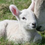 Un agnello che racconta la tenerezza di Dio