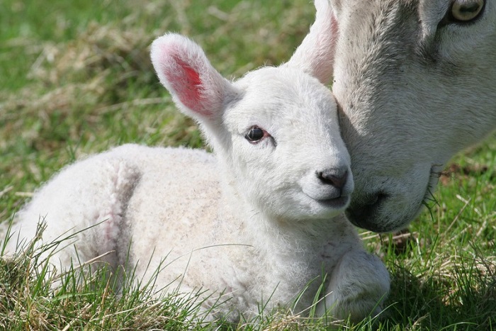 Un agnello che racconta la tenerezza di Dio