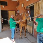 L’equitazione paralimpica protagonista all’Ippoform di Oratino