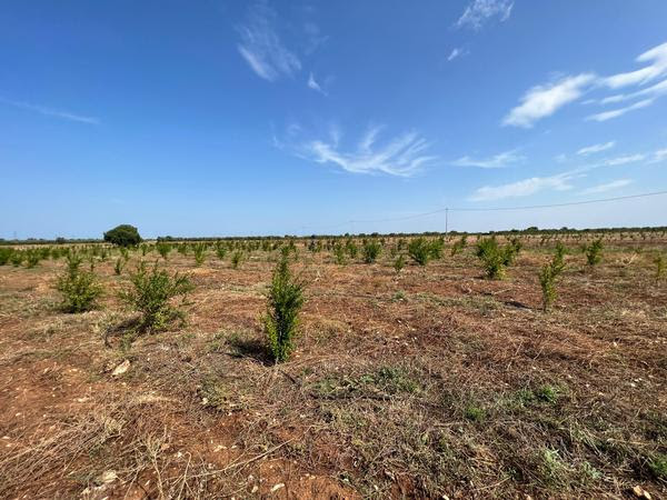 Giornata Alberi: inaugurata la foresta italiana Plastic Free in un terreno confiscato alla mafia