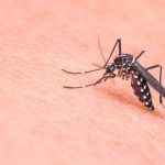 Zanzare positive al Virus West Nile nella Provincia di Isernia