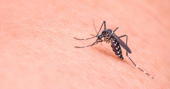 Zanzare positive al Virus West Nile nella Provincia di Isernia