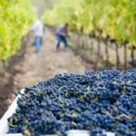La vigna darà il suo frutto, perché c’è ancora chi saprà difenderla e farla fruttificare. 